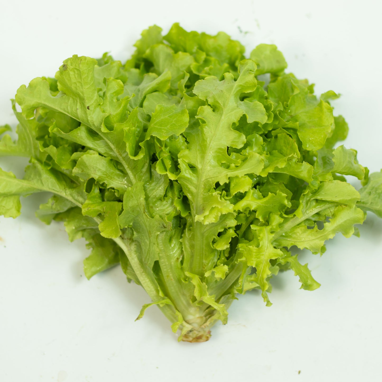 Alface Crespa Verde Orgânica