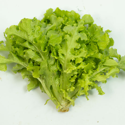 Alface Crespa Verde Orgânica
