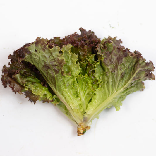 Alface Crespa Roxa Orgânica