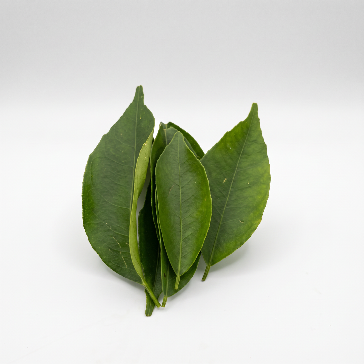 Folha de Laranja Orgânica