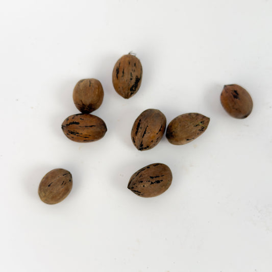 Noz Pecan Orgânica com Casca