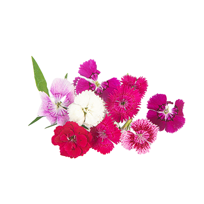 flores comestíveis